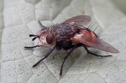 Peleteria rubescens